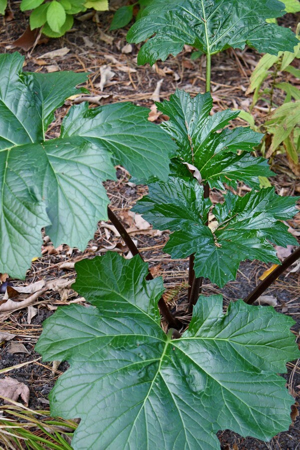 Image of Acanthus mollis 'Wofford Rhubarb' taken at Juniper Level Botanic Gdn, NC by JLBG