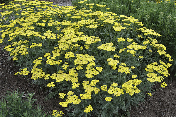 Image of Achillea 'Sassy Summer Lemon' PP 31,693 taken at Walters Gardens, MI by Walters Gardens