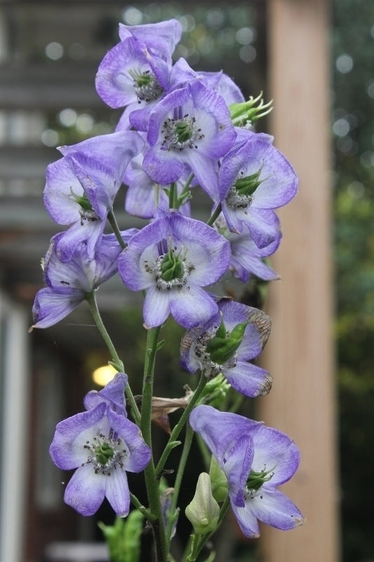 Image of Aconitum carmichaelii 'Autumn Indigo' taken at Juniper Level Botanic Gdn, NC by JLBG