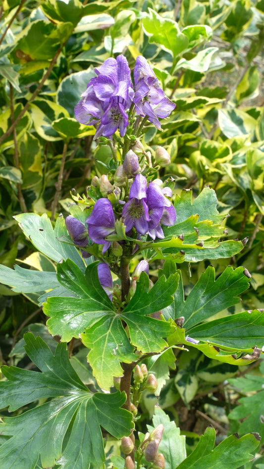 Image of Aconitum hakusanense BSWJ11032 taken at Juniper Level Botanic Gdn, NC by JLBG