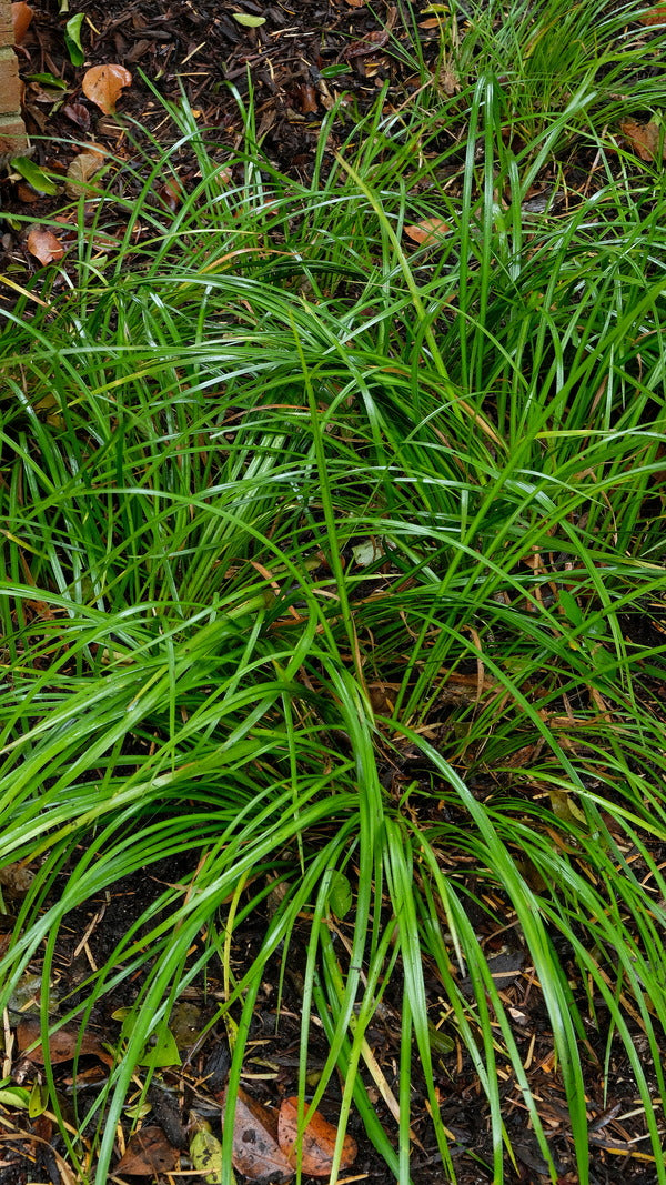 Image of Acorus gramineus 'Licorice' taken at Juniper Level Botanic Gdn, NC by JLBG