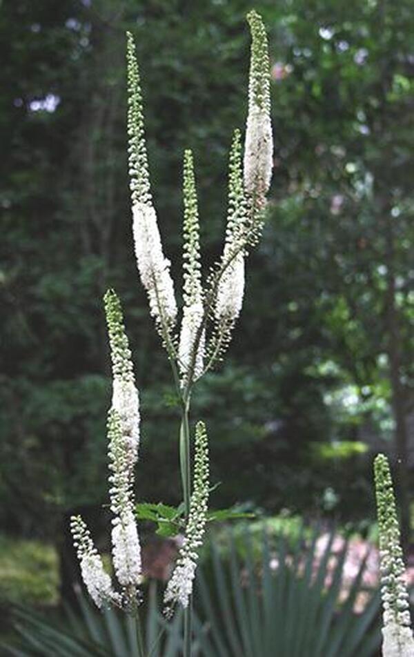 Image of Actaea racemosa taken at Juniper Level Botanic Gdn, NC by JLBG