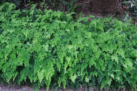 Image of Adiantum capillus-veneris 'Bermuda Run' taken at Juniper Level Botanic Gdn, NC by JLBG