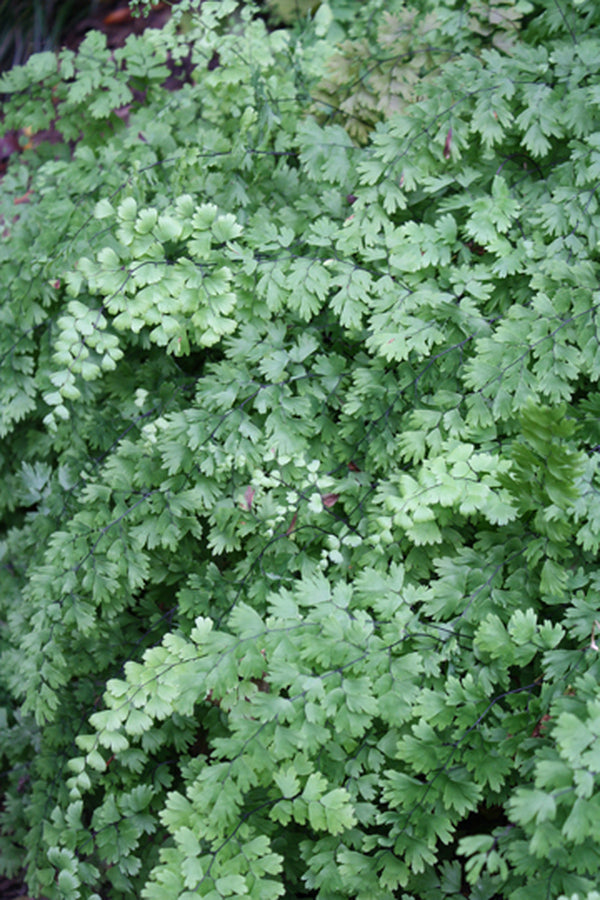 Image of Adiantum capillus-veneris 'Falling Waters' taken at Juniper Level Botanic Gdn, NC by JLBG
