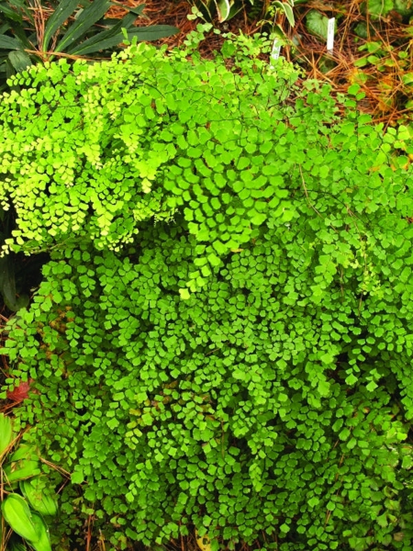 Image of Adiantum lorentzii 'Salta Splendor' taken at Juniper Level Botanic Gdn, NC by JLBG