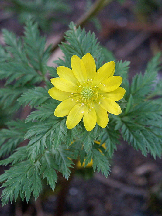 Image of Adonis amurensis