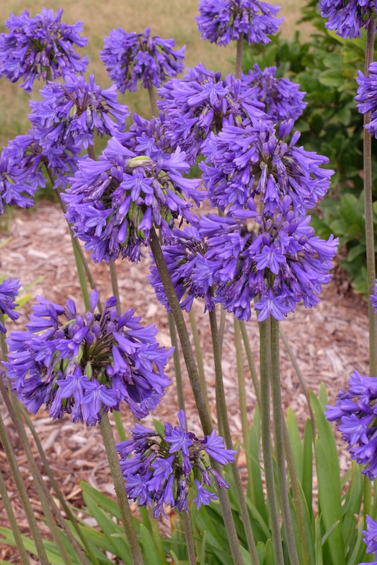 Image of Agapanthus 'Blue Yonder' taken at Walters Gardens, MI by JLBG