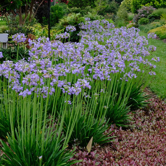 Image of Agapanthus 'Prolific Blue' taken at Juniper Level Botanic Gdn, NC by JLBG