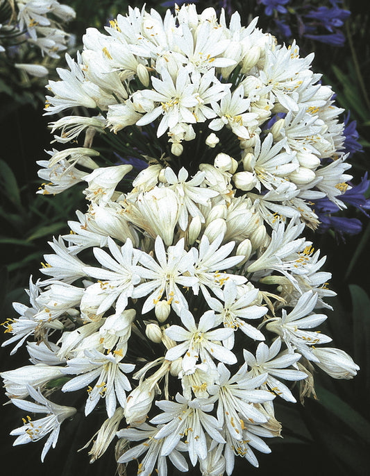 Image of Agapanthus 'White Heaven' taken at Rijnbeek Gdn, Netherlands by Rijnbeek Nursery