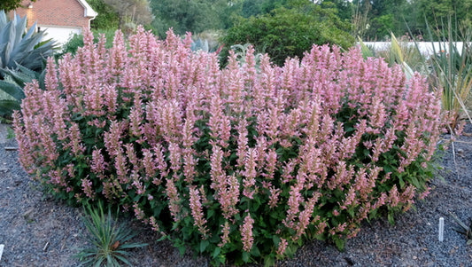 Image of Agastache 'Pink Pearl' PP 36,637 taken at Juniper Level Botanic Gdn, NC by JLBG