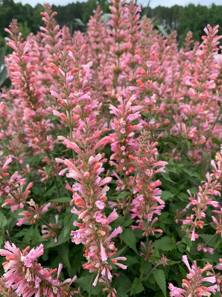 Image of Agastache 'Pink Pearl' PP 36,637 taken at Juniper Level Botanic Gdn, NC by Lidia Churakova