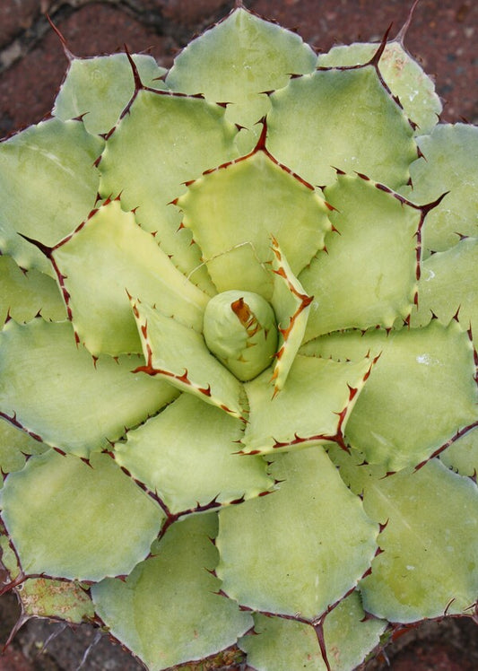 Image of Agave 'Bleached Blonde'