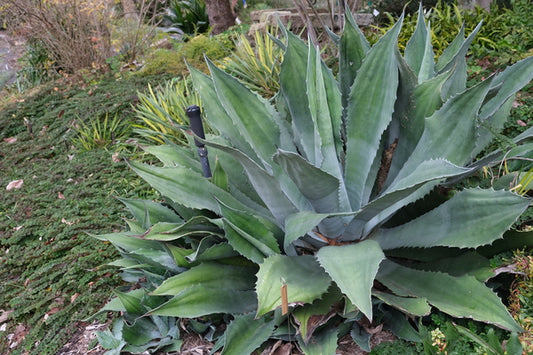 Image of Agave 'Crazy Horse' taken at Juniper Level Botanic Gdn, NC by JLBG