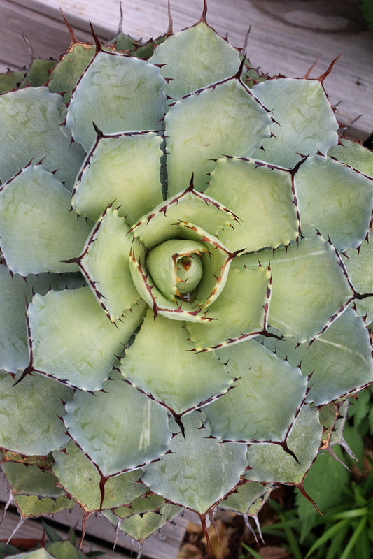 Image of Agave 'Golden Glow' taken at Juniper Level Botanic Gdn, NC by JLBG