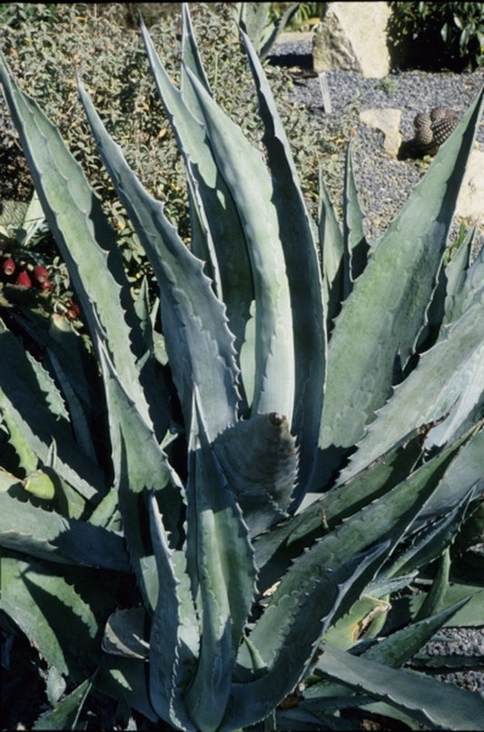 Image of Agave americana 'Junction' taken at Juniper Level Botanic Gdn, NC by JLBG