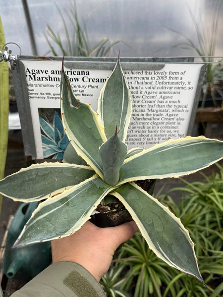 Image of Agave americana 'Marshmallow Cream'