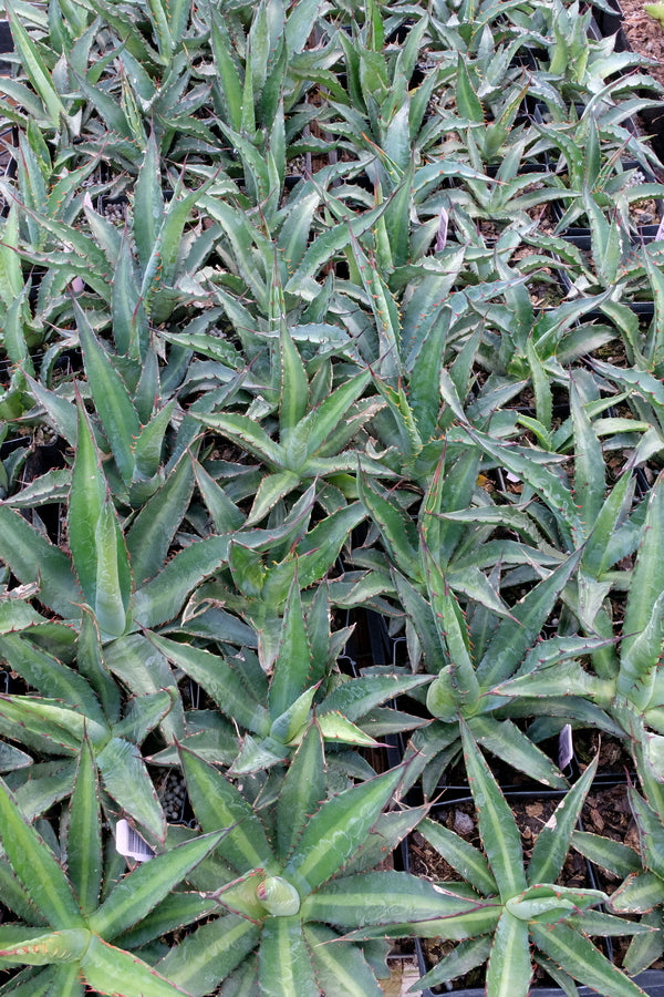 Image of Agave x amourifolia 'Twisted Tongue' taken at Juniper Level Botanic Gdn, NC by JLBG