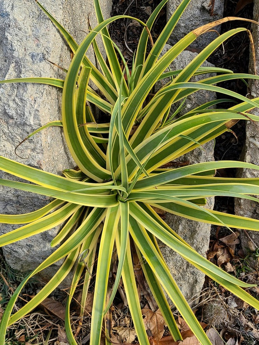 Image of Agave bracteosa 'Stingray' PP 30,280 taken at Juniper Level Botanic Gdn, NC by JLBG