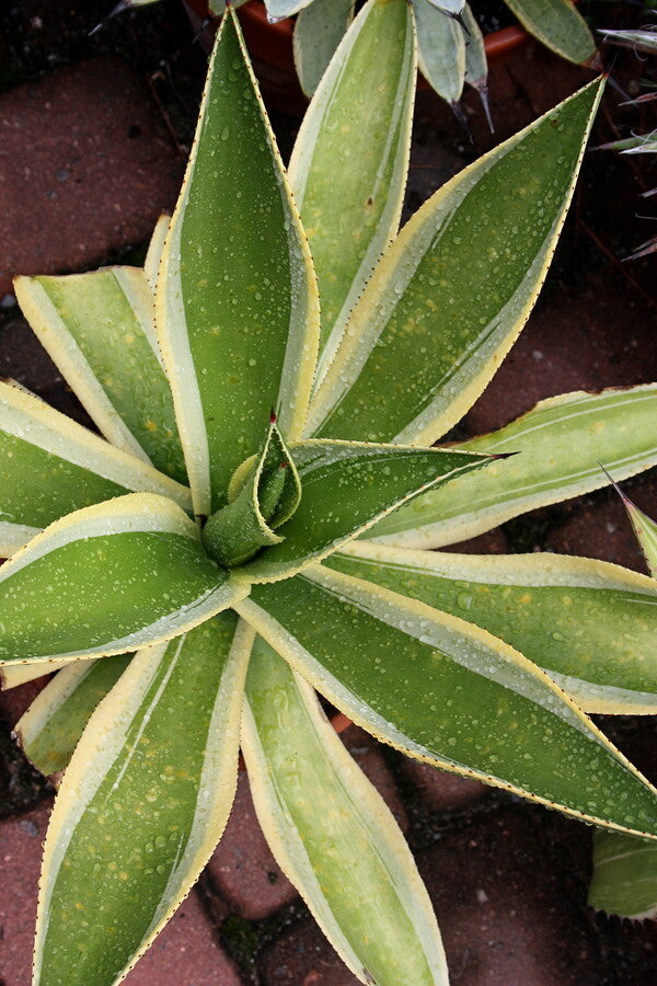 Image of Agave cundinamarcensis 'Condor'