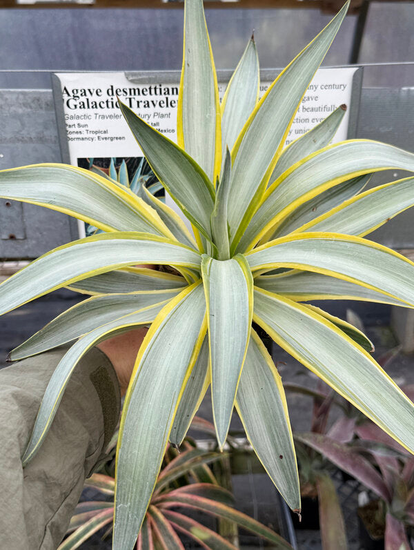 Image of Agave desmettiana 'Galactic Traveler'