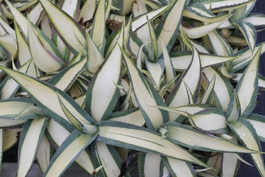 Image of Agave guiengola 'Cream Custard' taken at Juniper Level Botanic Gdn, NC by JLBG