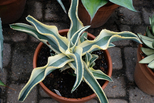 Image of Agave gypsophila ssp. pablocarrilloi 'Blue Ivory' PP 32,370 taken at Juniper Level Botanic Gdn, NC by JLBG