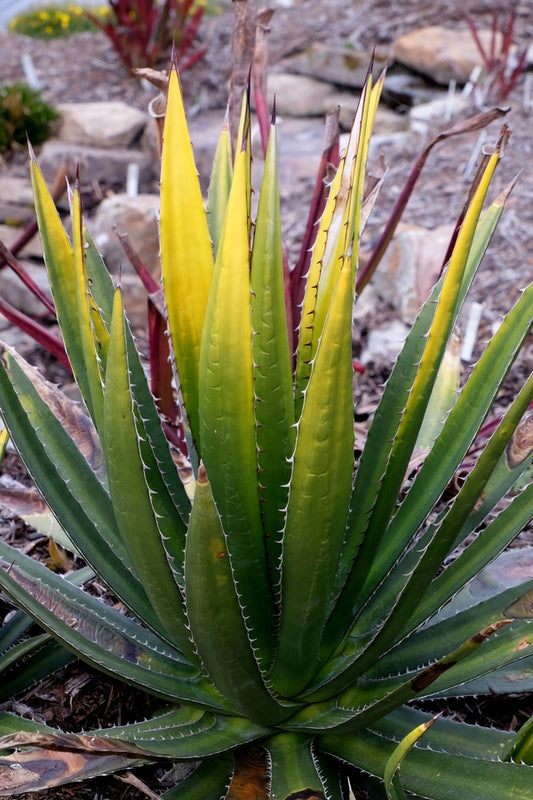 Image of Agave lophantha 'Goldfinger' taken at Juniper Level Botanic Gdn, NC by JLBG