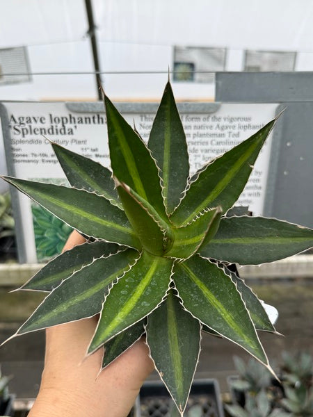 Image of Agave lophantha 'Splendida'
