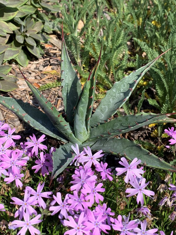 Image of Agave mckelveyana taken at Juniper Level Botanic Gdn, NC by C. Hardison