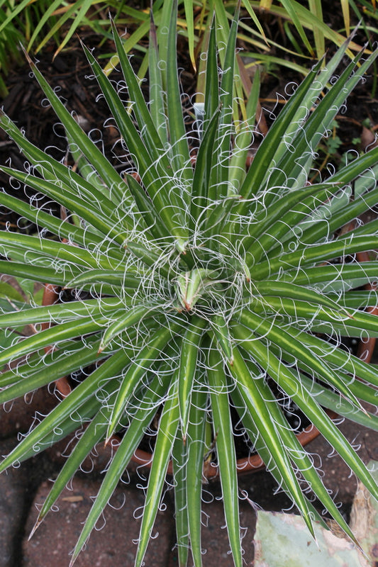 Image of Agave multifilifera 'Silly String' taken at Juniper Level Botanic Gdn, NC by JLBG