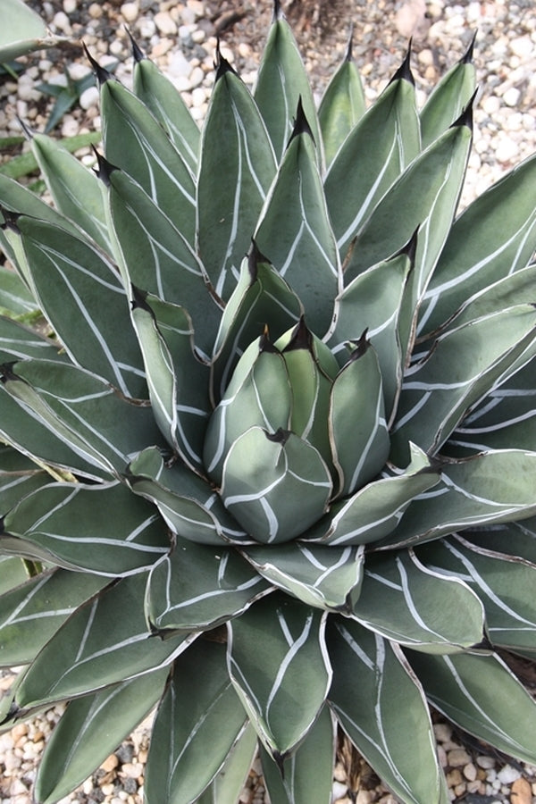 Image of Agave nickelsiae taken at P. Pawlowski Gdn, NC