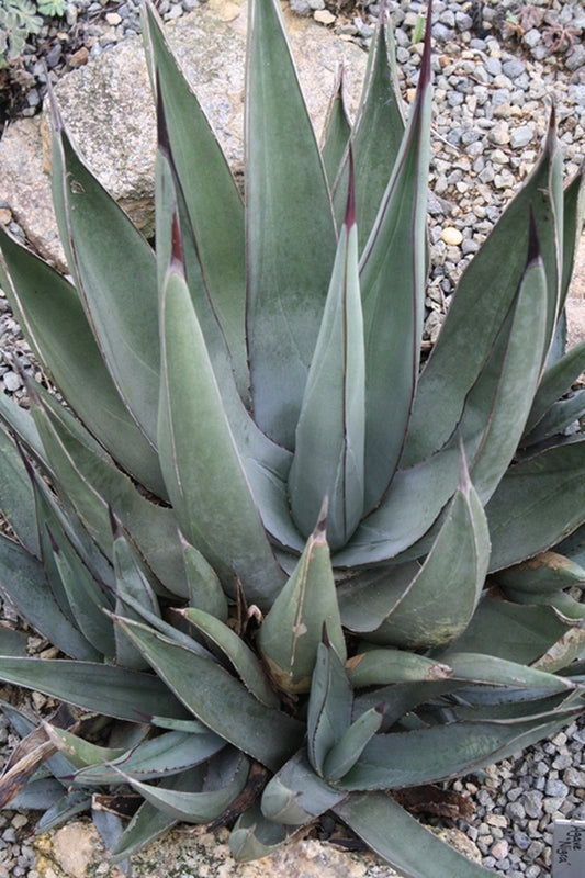 Image of Agave x nigra 'Mako Shark' taken at Juniper Level Botanic Gdn, NC by JLBG
