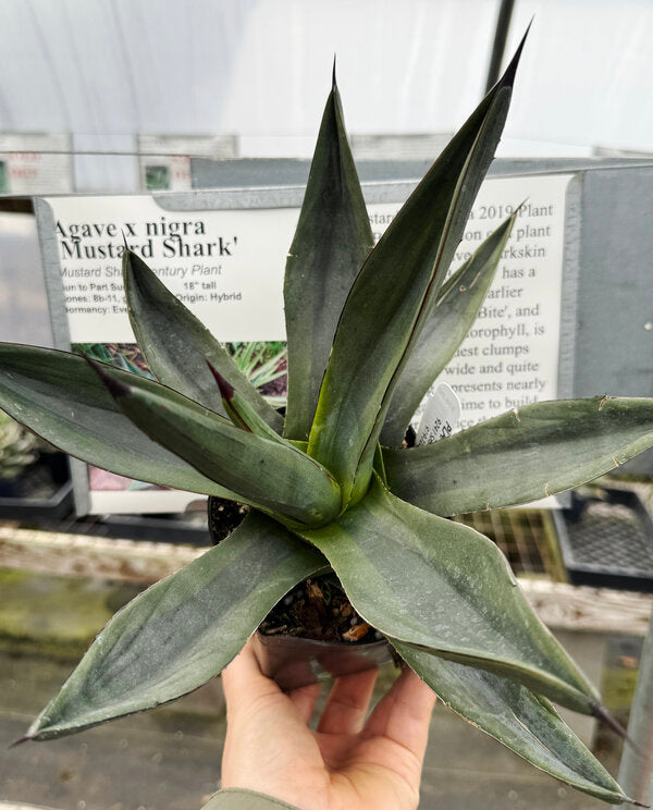 Image of Agave x nigra 'Mustard Shark'
