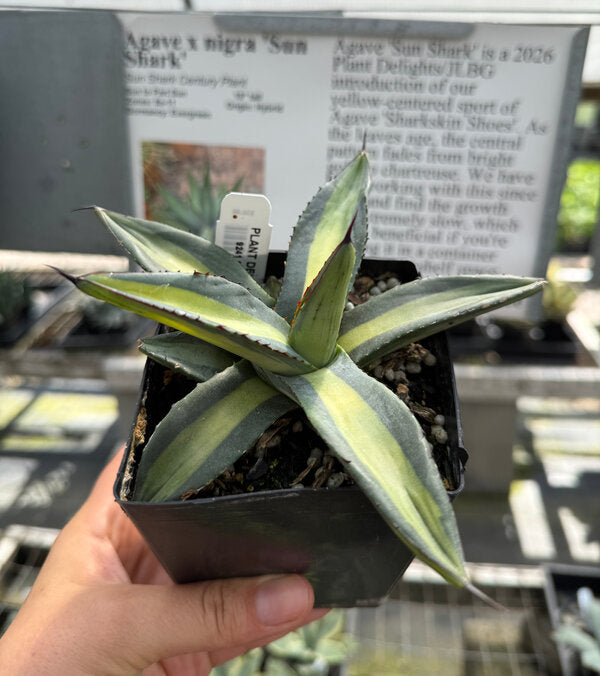 Image of Agave x nigra 'Sun Shark'
