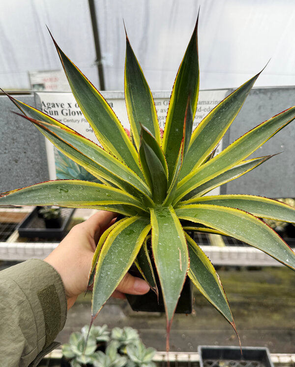 Image of Agave x ocahuata 'Sun Glow'