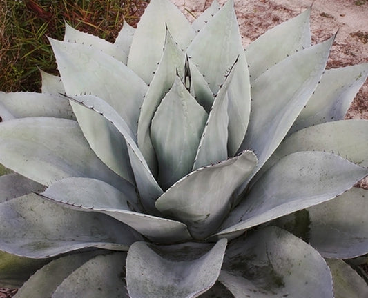 Image of Agave ovatifolia 'Sierra Lampazos' taken at Juniper Level Botanic Gdn, NC by JLBG