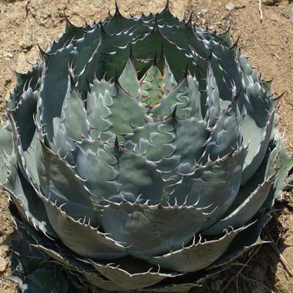 Image of Agave parrasana 'Globe' taken at Rancho Tissue Technologies, CA by Rancho Tissue Technologies