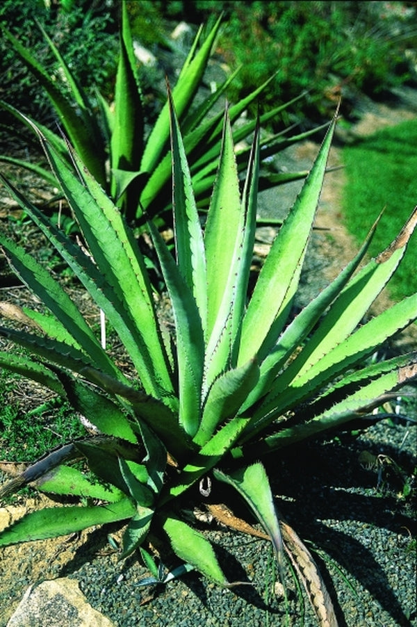 Image of Agave parryi ssp. couesii taken at Juniper Level Botanic Gdn, NC by JLBG