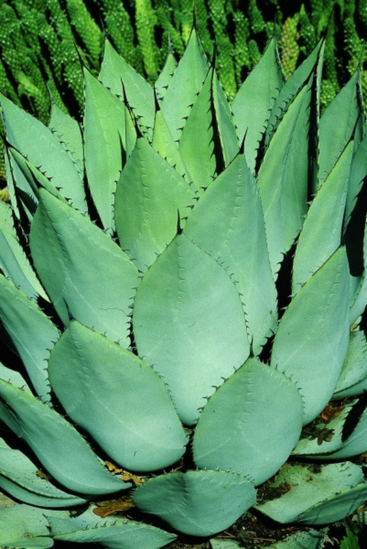 Image of Agave parryi ssp. huachucensis taken at R. Bancroft Gdn, CA