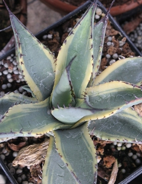 Image of Agave parryi ssp. neomexicana 'Sunspot' taken at Juniper Level Botanic Gdn, NC by JLBG