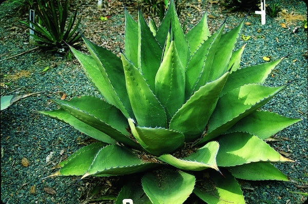 Image of Agave parryi ssp. neomexicana hybrids taken at J.C. Raulston Arboretum, NC