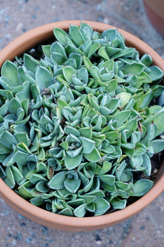 Image of Agave parryi ssp. truncata 'Bed of Nails' taken at Juniper Level Botanic Gdn, NC by JLBG