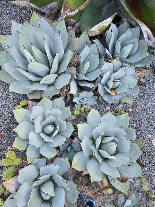 Image of Agave parryi ssp. truncata 'Hardy Boyz' taken at Juniper Level Botanic Gdn, NC by JLBG