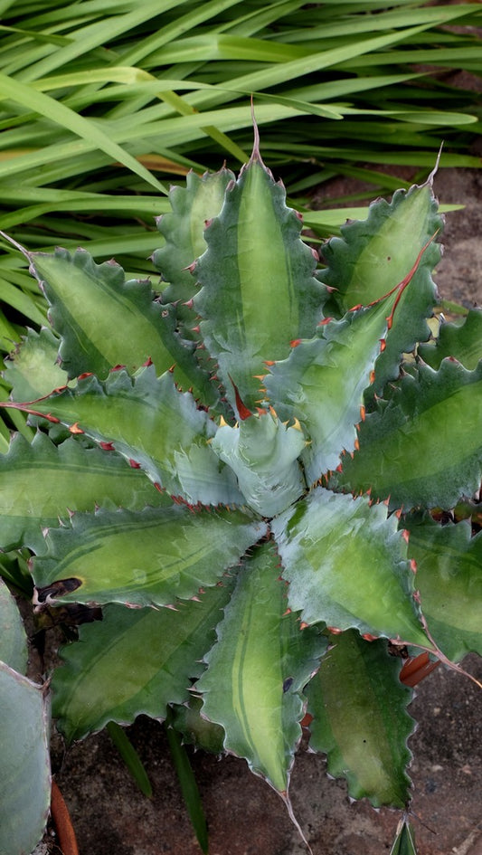 Image of Agave potatorum 'Glow Light' taken at Juniper Level Botanic Gdn, NC by JLBG