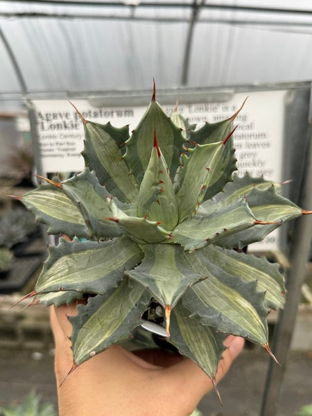 Image of Agave potatorum 'Lonkie'