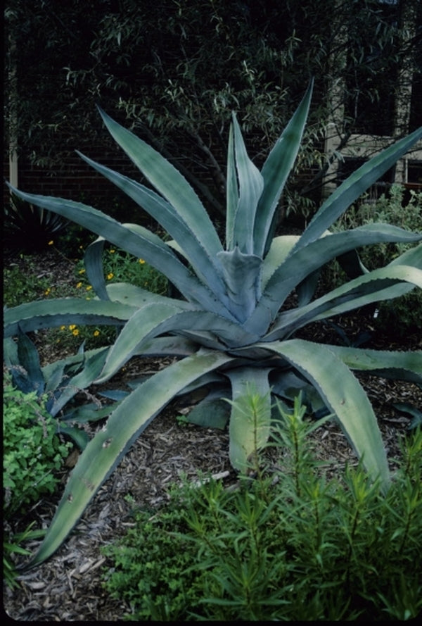 Image of Agave x protamericana 'Big Blue' taken at Juniper Level Botanic Gdn, NC by JLBG