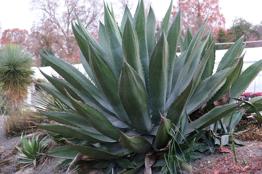 Image of Agave x pseudoferox 'Green Goblet' taken at Juniper Level Botanic Gdn, NC by JLBG