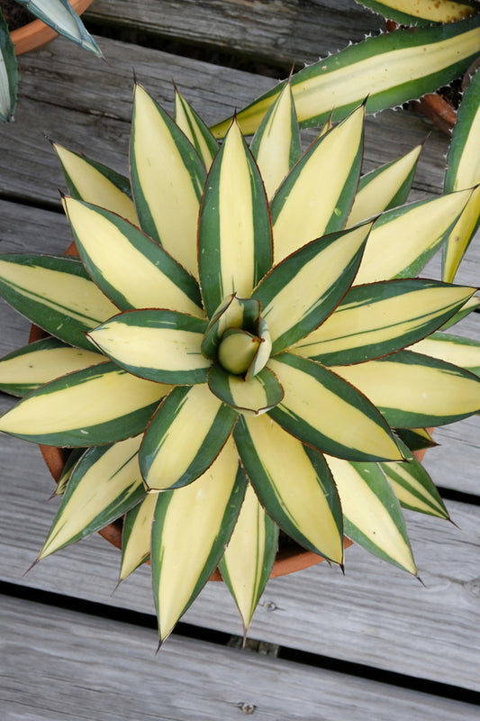 Image of Agave x romanii 'Gipsy Queen' taken at Juniper Level Botanic Gdn, NC by JLBG