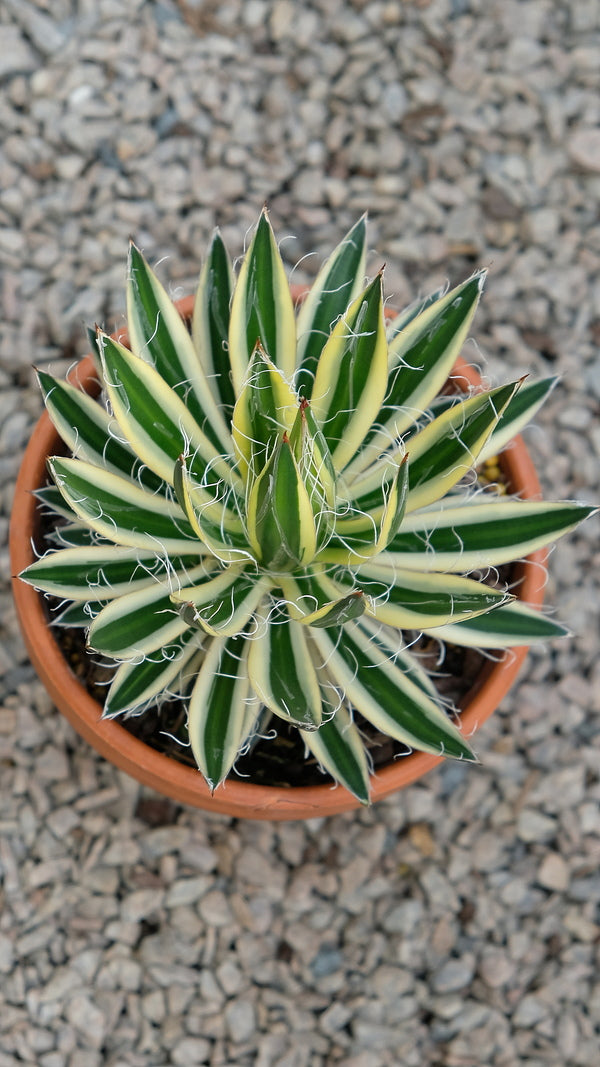 Image of Agave schidigera 'Royal Flush' PP 31,138 taken at Juniper Level Botanic Gdn, NC by JLBG