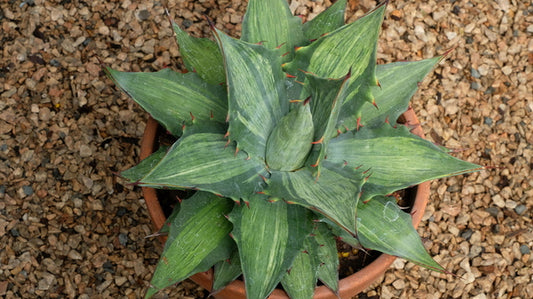 Image of Agave simplex 'Snow Devil' taken at Juniper Level Botanic Gdn, NC by JLBG